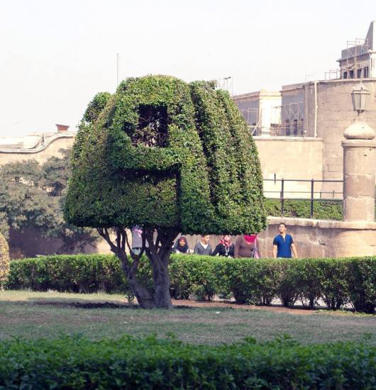 A Bush On The Grounds Outside of a Cairo Mosque